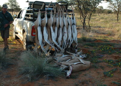 Springbukk culling i Kalahari Namabia