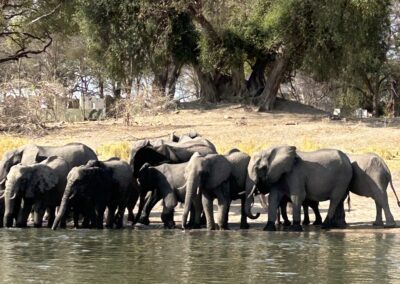 Masse elefanter å se langs med elvebredden i Okavango