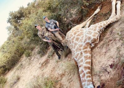 Giraff jakt Namibia