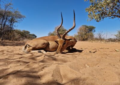 Impala Jakt Namibia