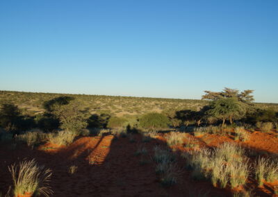 Fantastisk landskap i Kalahari Namibia