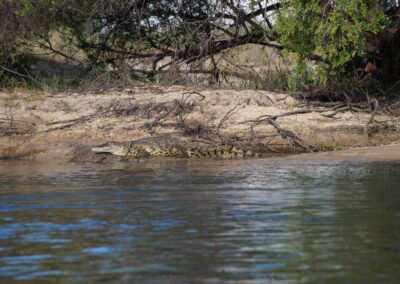 Krokodille i Okavango elva er alltid tilstede
